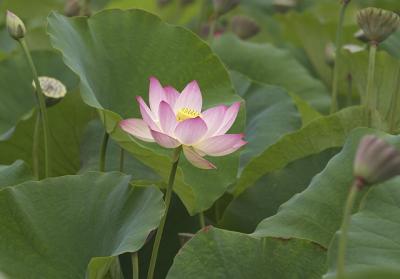Lotus Blossom 3 (2004)