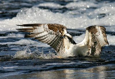 ospreysplash1.jpg