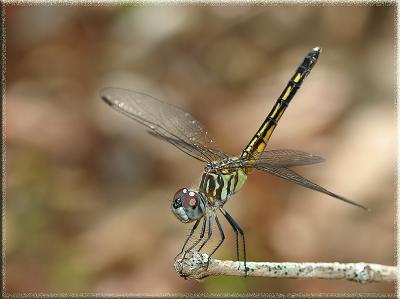 dragonfly2oversharp.jpg