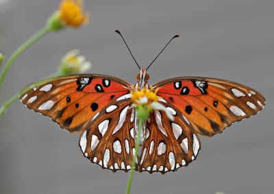 20dfly1.jpg