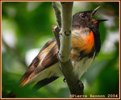 Paruline flamboyante (American Redstart)