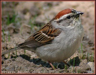 Bruant familier (Chipping Sparrow)