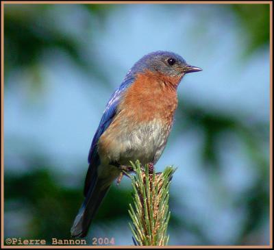 Merlebleu de l'Est (Eastern Bluebird)