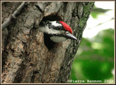 Pic maculé (Yellow-bellied Sapsucker)