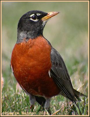 Merle d'Amrique (American Robin)