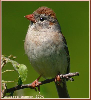 Bruant des Champs (Field Sparrow)
