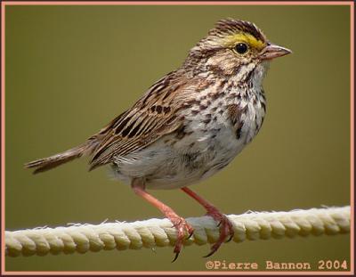 Bruant des prs (Savannah Sparrow)