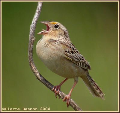Bruant sauterelle (Grasshopper Sparrow)