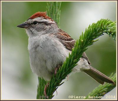 Bruant familier (Chipping Sparrow)