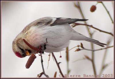Sizerin blanchtre (Hoary Redpoll)