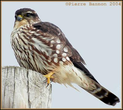 Faucon merillon (Merlin)