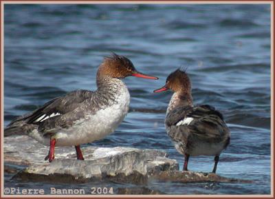 Harle hupp (Red-breasted Merganser)