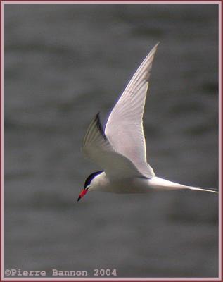 Sterne pierregarin (Common Tern)