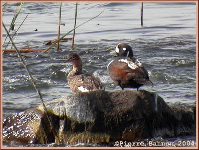 Arlequin plongeur (Harlequin Duck)