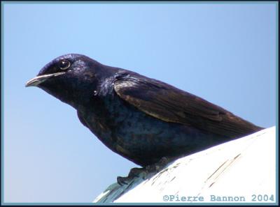 Hirondelle noire (Purple Martin)
