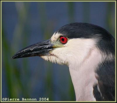 Bihoreau gris (Black-crowned Night-Heron)