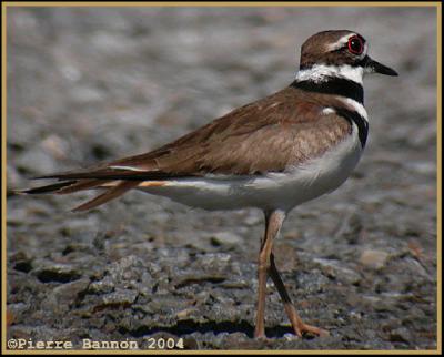 Pluvier kildir (Killdeer)