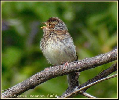 Bruant des plaines juv (Juv Clay-colored Sparrow)