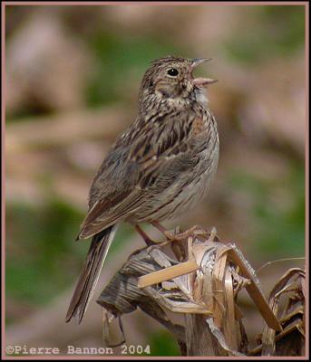 Bruant vespral (Vesper Sparrow)