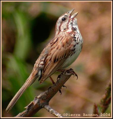 Bruant chanteur (Song Sparrow)