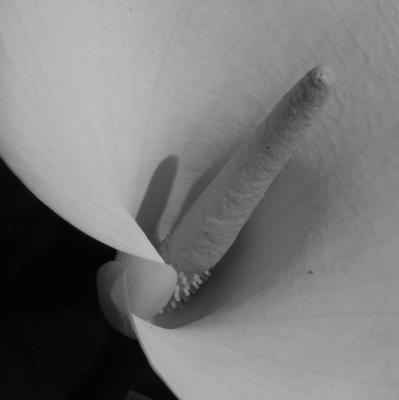 P6150055A.jpg