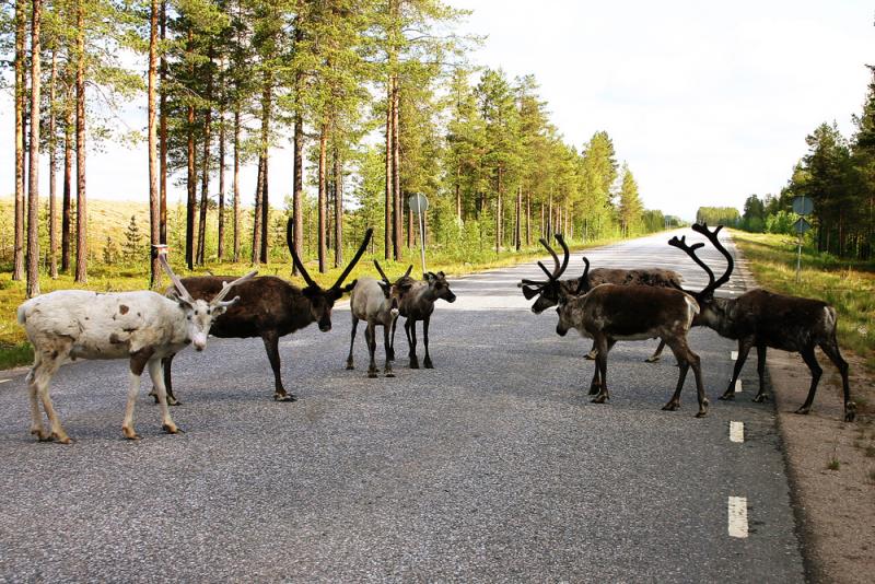 Jokkmokk Highway