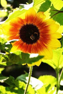 u47/pda_pin/medium/33949688.Flowers151_5192.jpg