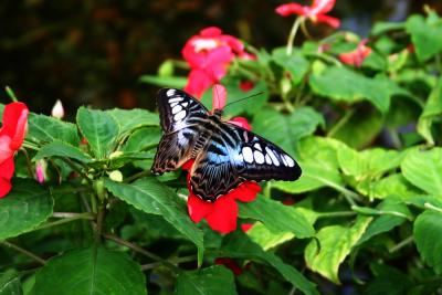 u47/pda_pin/medium/33951825.Butterflies126_2656.jpg