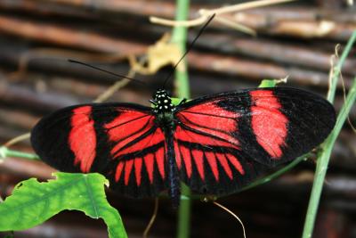 u47/pda_pin/medium/33951826.Butterflies126_2658.jpg