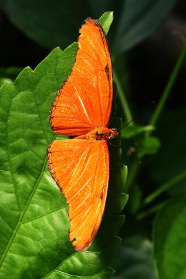 u47/pda_pin/medium/33951827.Butterflies134_3449.jpg