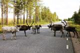 Jokkmokk Highway