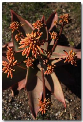 Aloe