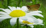 DSC02972c.jpg