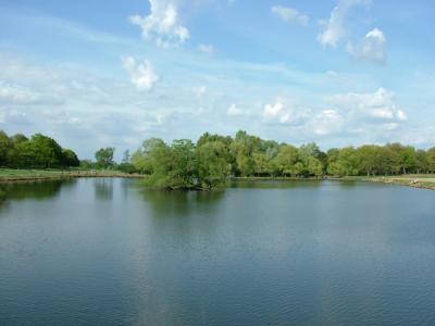 A Pond in the Park