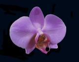 orchid.jpg