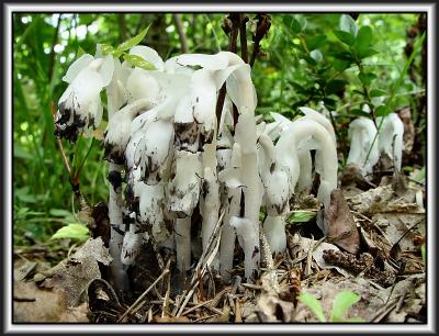 Indian Pipes