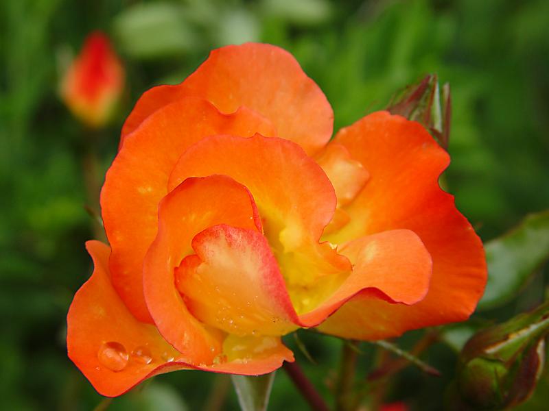 22june04-9ps.jpg