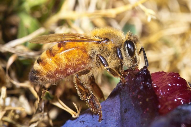 My Sharpest Bee Shot
