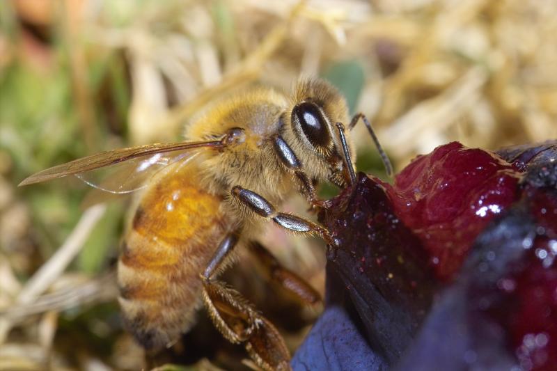 Bee on plum