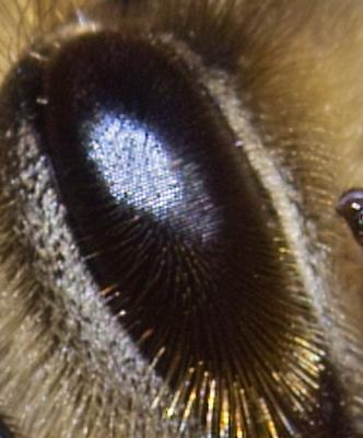 Double size plus 150% enlarged crop of bee's eye detail