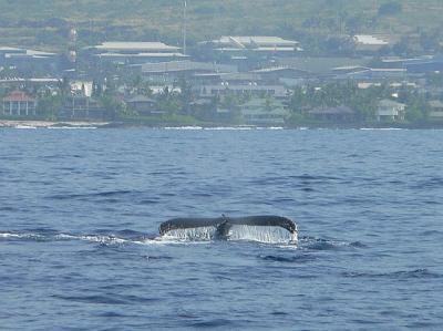 P1010747 whale watch boat tour.JPG