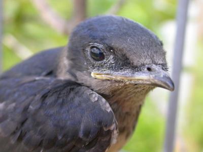   Purple Martin Fledgling