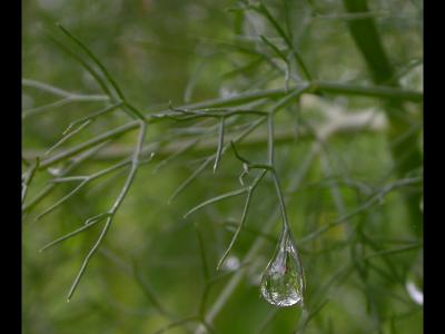 Drop of rain on fennel
