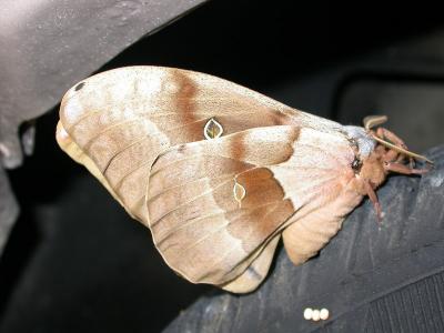 ANTHERAEA POLYPHEMUS (Polyphemus Moth)