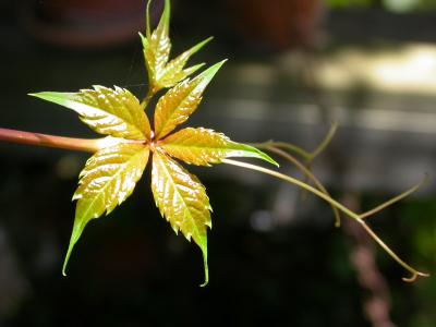 New leaf, Virginia Creeper