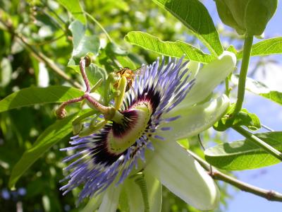 Bee Celebration on Passion Flower