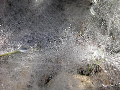 Dew on a Spider Web
