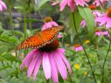 Gulf Fritillary on Purple Coneflower