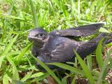 Purple Martin Fledgeling