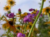 Penstemon and Black Eyed Susans